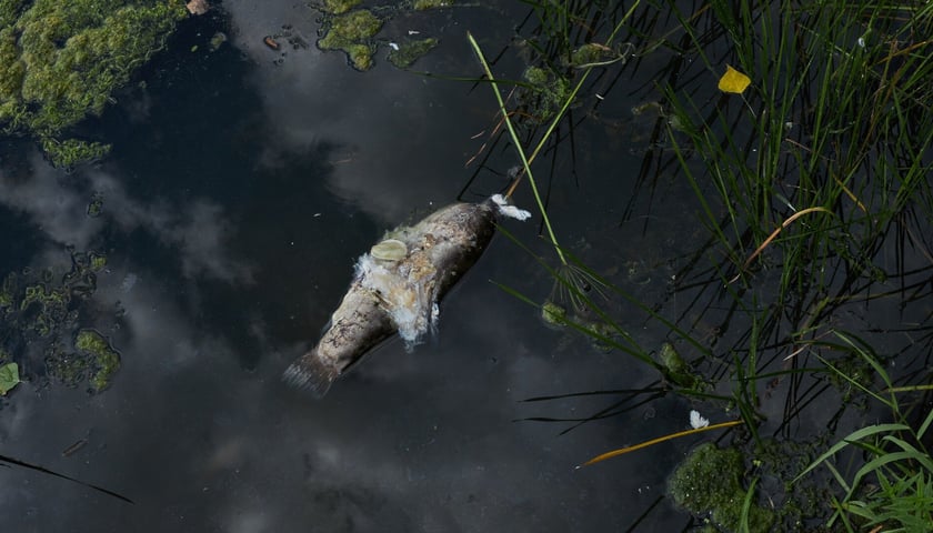 śnięta ryba w Odrze, sierpień 2022