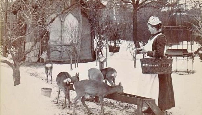 Kobieta karmi sarny we wrocławskim ZOO - zdjęcie archiwalne, przedwojenne