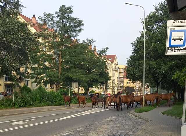 Taki widok zaskoczył dzisiaj rano mieszkańców Stabłowic! 