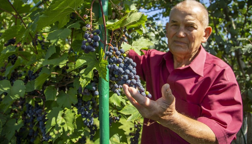 - Na działkę, przez większą część roku, jeżdżę codziennie. Praca przy warzywach i owocach to sama przyjemność i ruch na świeżym powietrzu - mówi Marian Matelski, który od 60 lat uprawia swój ogródek z żoną Jolantą