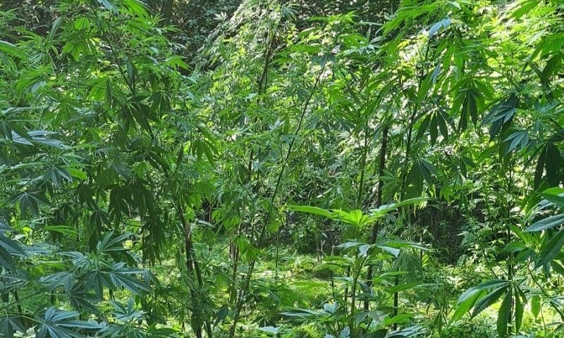 nielegalna plantacja marihuany zlikwidowana w Ząbkowicach Śląskich