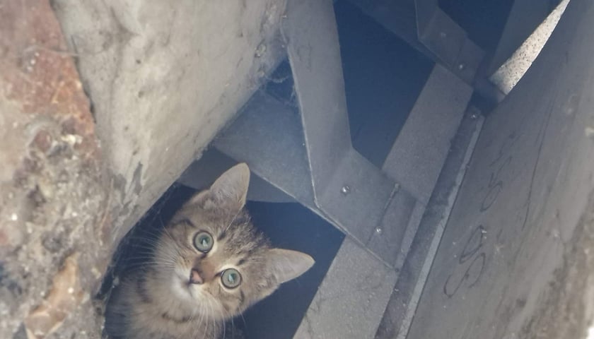 Na zdjęciu: misja ratowania kota przez strażników miejskich - 10 września 2022