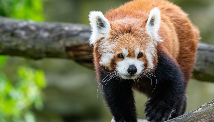 Na zdjęciu: panda ruda z wrocławskiego zoo