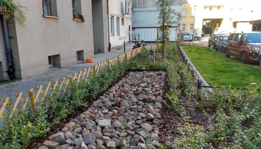 Na zdjęciu młode krzewy, trawnik i drzewo na odnowionym podwórku na Nadodrzu