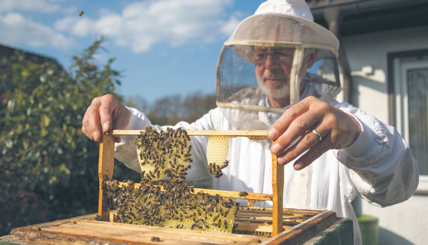 na zdjęciu ilustracyjnym pszczelarz wyciągający z ula ramkę z miodem 