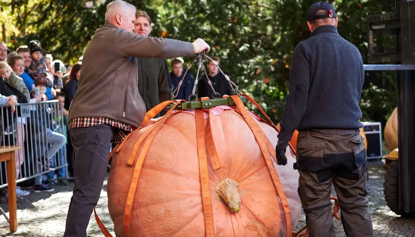 na zdjęciu ważenie największej dyni podczas Dolnośląskiego Festiwalu Dyni w Ogrodzie Botanicznym