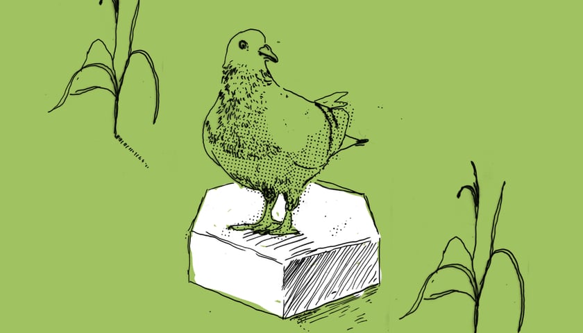 Rysunek przedstawia gołębia stojącego na sześciobocznej płycie betonowej, zielone tło, grafika ilustracyjna.