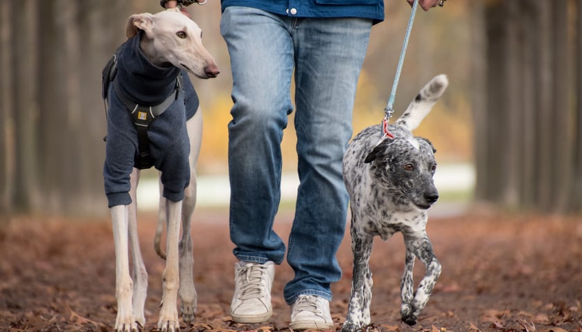 Mieszkańcy Kozanowa powinni - dla bezpieczeństwa swoich czworonożnych przyjaciół - wyprowadzać swoje psy na smyczy i zwracać uwagę, co  ich pupile biorą do pyska w parku lub na łące. Na zdjęciu widać dwa psy, które są prowadzone na smyczy. 