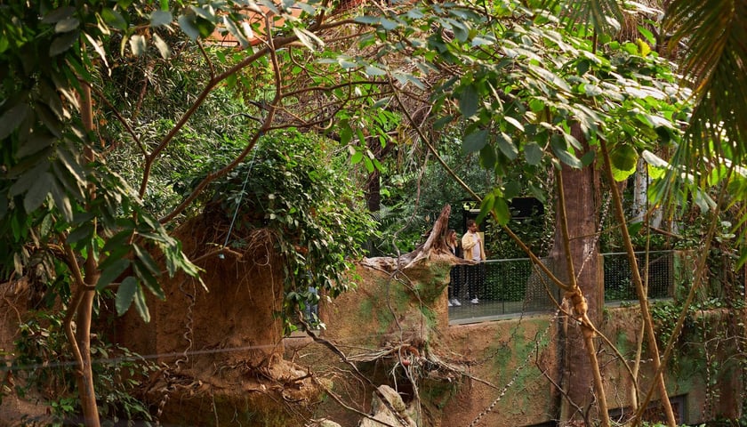 na zdjęciu Afrykarium we Wrocławiu, zielona ściana w pawilonie dżungli Kongo
