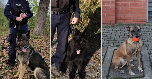 Oto dzielne psy służące we wrocławskiej policji