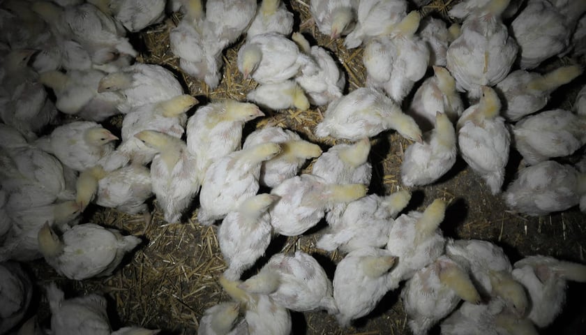 Na zdjęciu stłoczone na słomianej ściółce młode kurczaki, zdjęcie z fermy drobiu