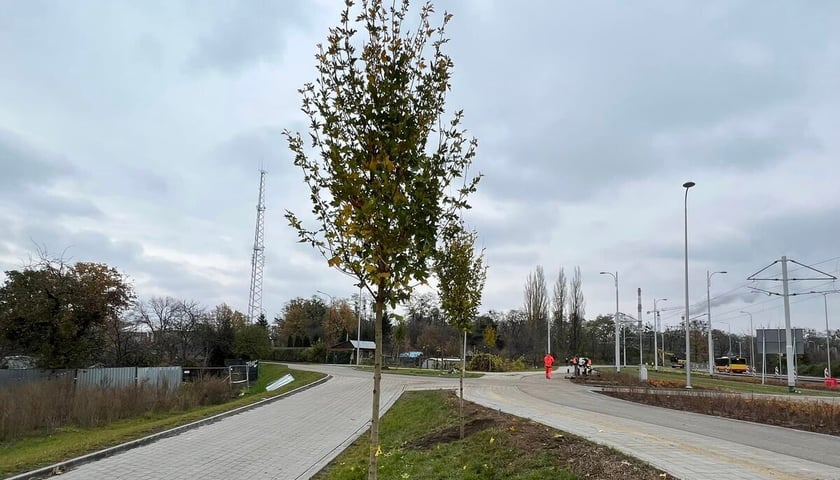 Na zdjęciu jedno z młodych drzew posadzonych w listopadzie 2022 roku wzdłuż budowanej linii tramwajowej na osiedle Popowice.