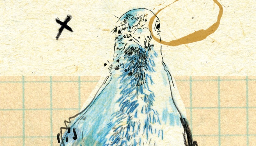 Rysunek ilustracyjny, przedstawiający miejskiego gołębia