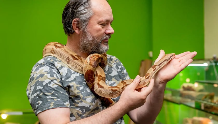 na zdjęciu Andrzej Piróg z firmy ZooTeam z okazem gatunku boa imperator