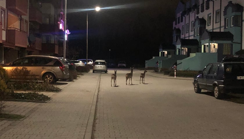 Trzy małe sarenki na ulicy Koziej we Wrocławiu