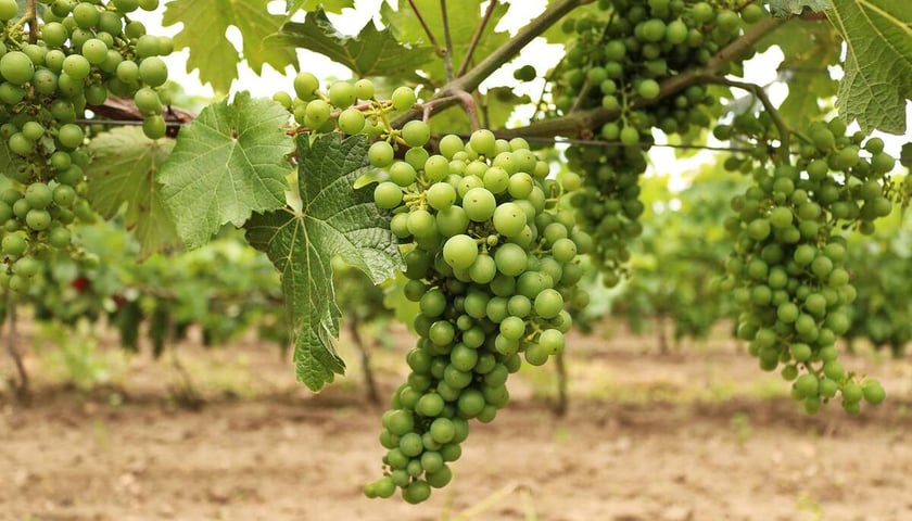 Winogrona w Winnicach Jaworek w Miękini