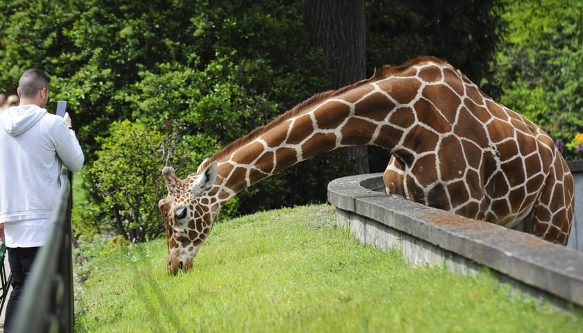 Na zdjeciu żyrafa w ogrodzie zoologicznym we Wrocławiu