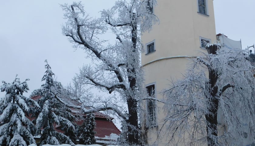 Na zdjęciu teren wokół Zamku Książ z oblodzonymi drzewami, 28.01.2023