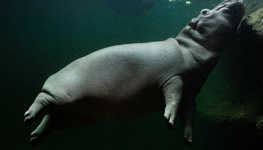 Hipopotam Zumba