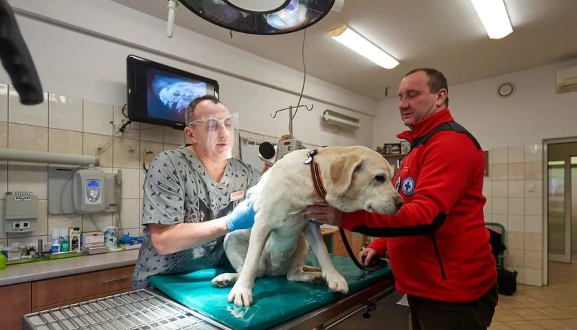 Pokazowe badanie psa pracowniczego wykonane przez weterynarza z Uniwersytetu Przyrodniczego. Na zdjęciu dr Grzegorz Sapikowski z Zakładu Diagnostyki Klinicznej i Laboratoryjnej UPWr oraz opiekun psa Przemysław Janecki