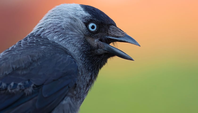 Kawka
