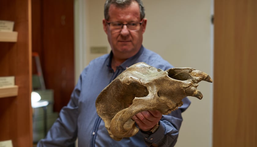 Na zdjęciu prof. Krzysztof Stefaniak prezentuje czaszkę niedźwiedzia odnalezioną w Jaskini Niedźwiedzia w Kletnie
