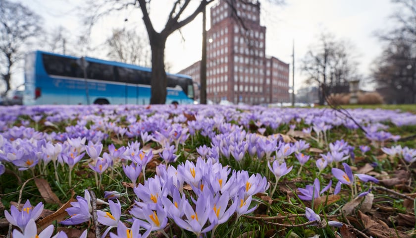 Oznaki wiosny we Wrocławiu i krokusy