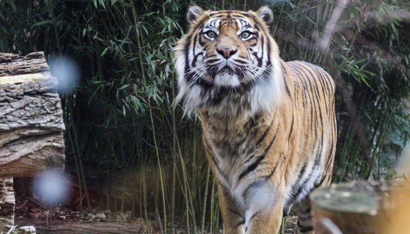 Na zdjęciu: Tygrys Tengah z wrocławskiego zoo, który obchodzi 14 lat 