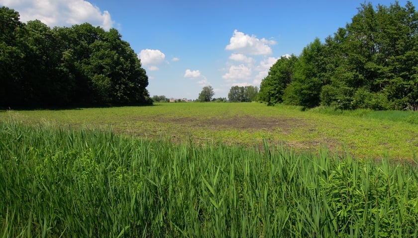 Zielony Klin Południa Wrocławia