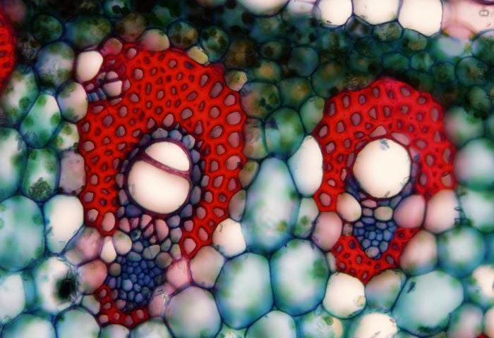 <p>Ctenanthe sp. - przekr&oacute;j poprzeczny przez ogonek liściowy</p>