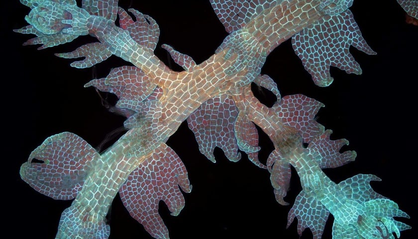 Lepidozia reptans