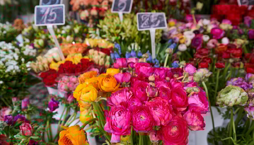 Kolorowe kwiaty na pl. Solnym we Wrocławiu