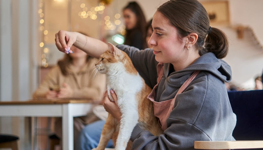 Kot Cafe . Kocia kawiarnia we Wrocławiu. Ola i jeden z kotów