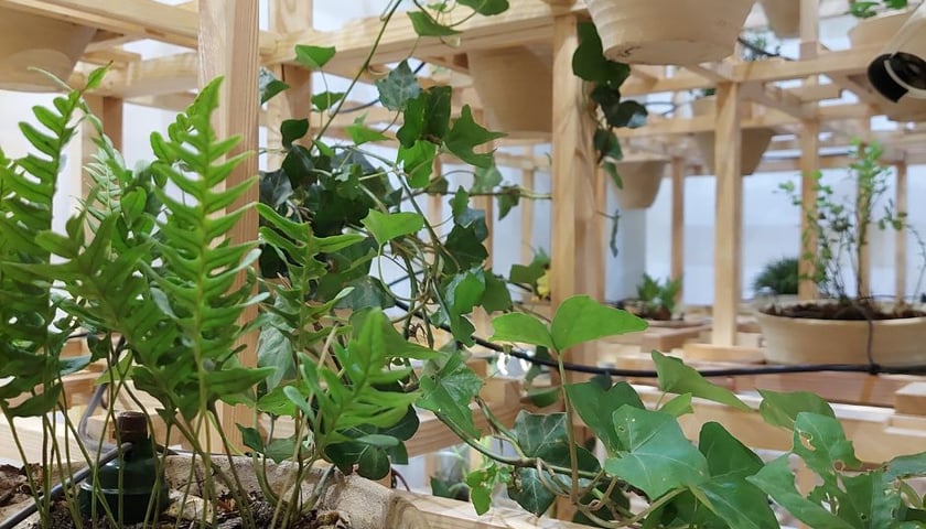 Trwa zbiórka roślin, które staną się częścią wystawy #GreenhouseSilentDisco