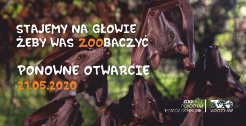 Wrocławskie zoo ponownie otwarte od 21 maja