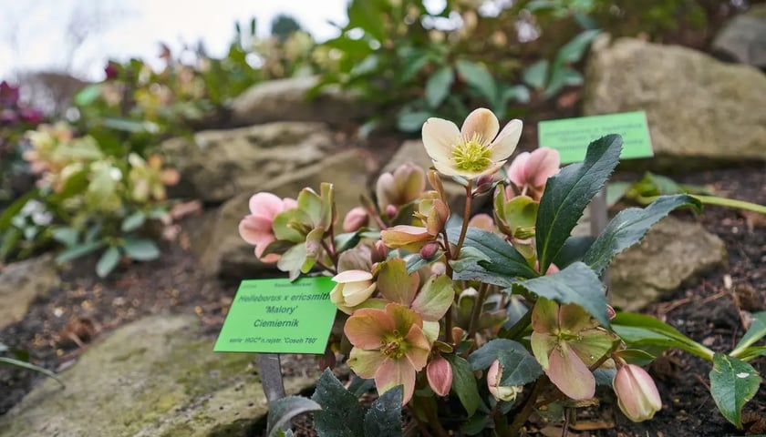 Ogród Botaniczny we Wrocławiu