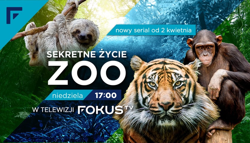 Grafika informacyjna zapowiadająca serial "Sekretne życie ZOO" w teleiwzji FOKUS TV.  Emisja w niedzielę o godz. 17. Na ilustracji widać szympansa, tygrysa i leniwca