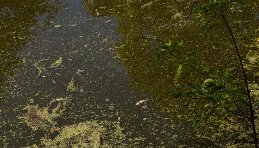 Śnięta ryba w fosie miejskiej / zdjęcie ilustracyjne