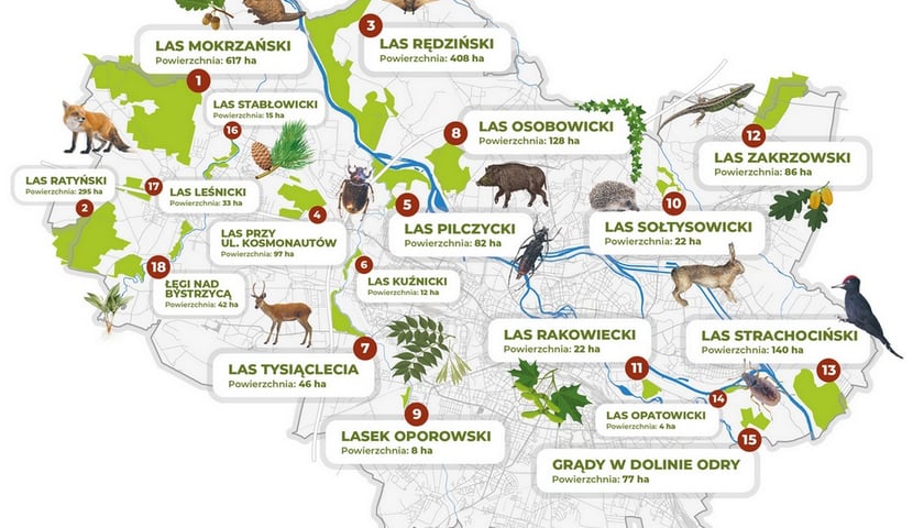 <p>Grafika z wrocławskimi lasami oraz fauną i forą jaką tam można spotkać</p>