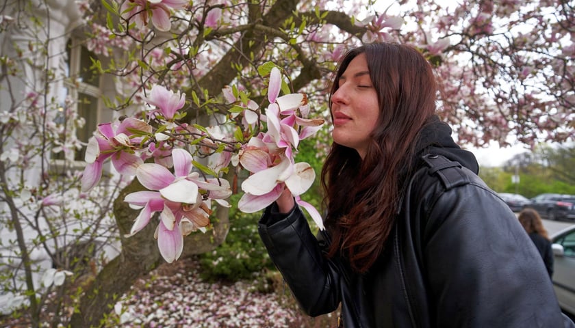 Młoda dziewczyna wącha magnolię przy Podwalu