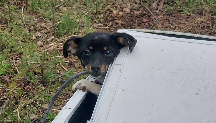 Pies znaleziony w pralce w lesie pod Jelczem