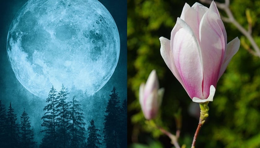 Z lewej pełnia Księżyca, z prawej kwitnące magnolie