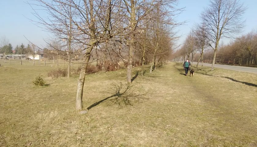 Budowa ciągu pieszo - rowerowego przy ul. Koziej