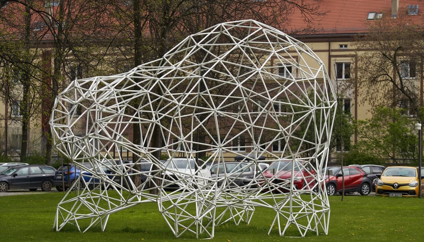 Instalacja z plastikowych rurek, która przypomina niedźwiedzia. Z tyłu budynek Wydziału Architektury na Politechnice Wrocławskiej przy ul. Prusa 