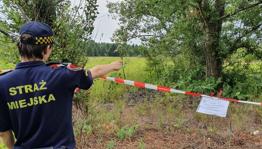 Funkcjonariusz straży miejskiej stoi tyłem, dłonią wskazuje miejsce, w którym rośnie barszcz Sosnowskiego (zdjęcie ilustracyjne)