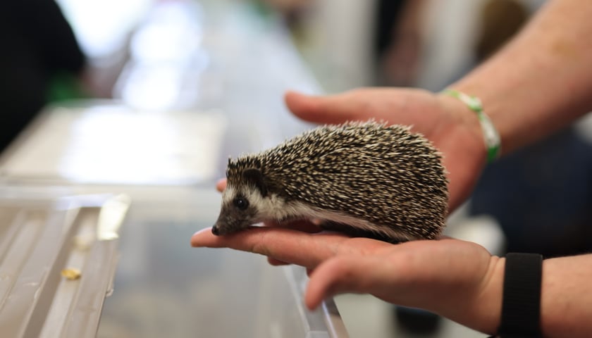 Dolnośląskie Targi Zoologiczne na Tarczyński Arena
