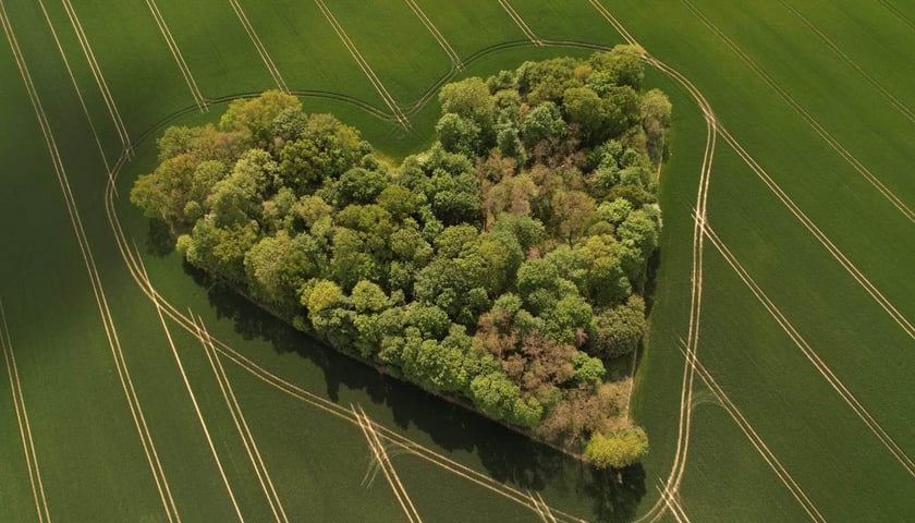 Niezwykły zagajnik w ujęciu mieszkańca Skarszyna, Wojciecha Witkowskiego