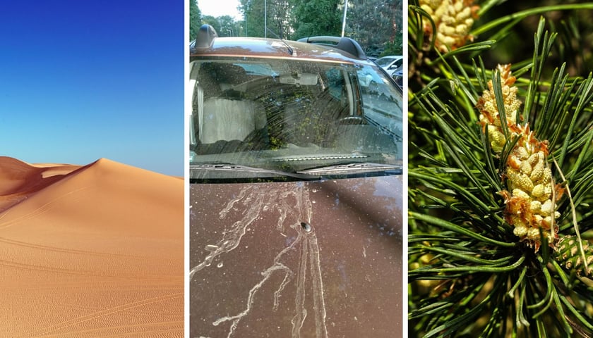 Ilustracja - trzy zdjęcia: po lewej pustynia Sahara, na środkowym - auto z Wrocławia ubrudzone pyłem, na trzecim - sosna