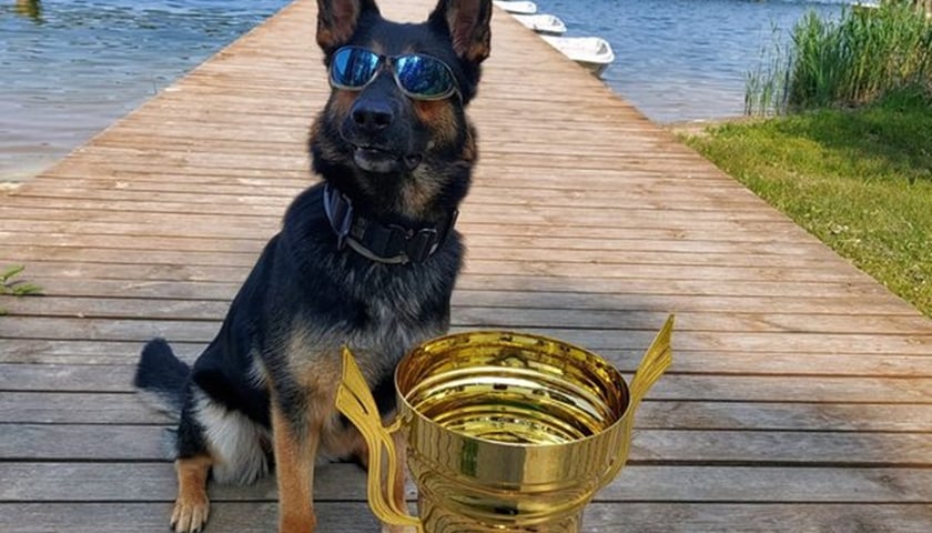Oksza, triumfatorka konkursu psów służbowych w Piszu