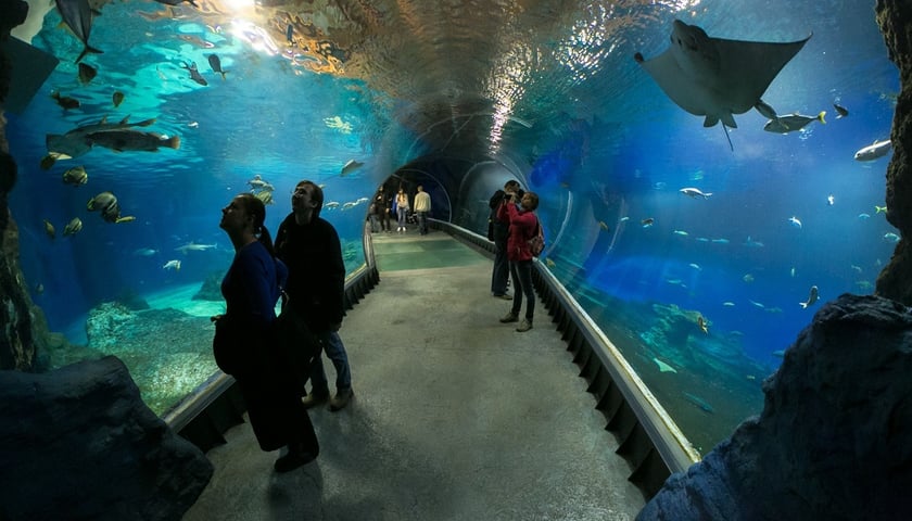 Afrykarium. Tunel Kanału Mozambickiego. Zwiedzający oglądają płaszczki